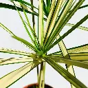 i5369246891.webp