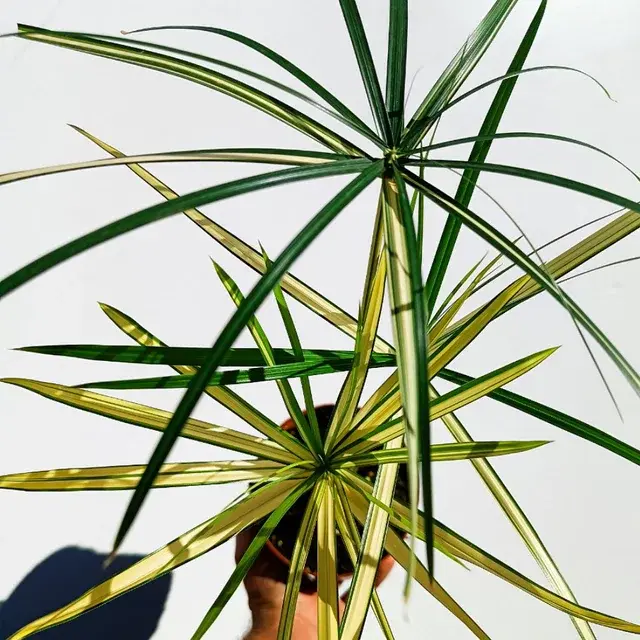 Cyperus Alternifolius Variegata