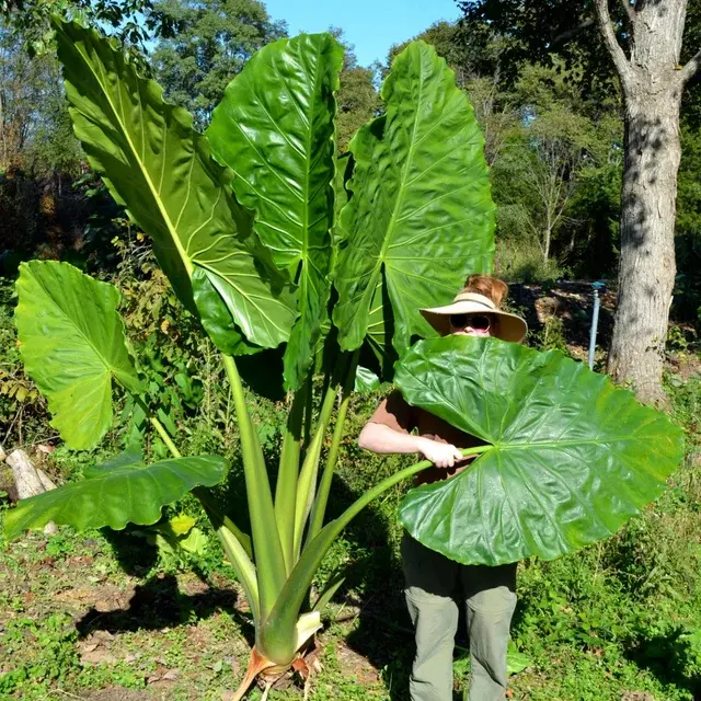 Alocasia Borneo King