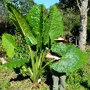 Alocasia Borneo King
