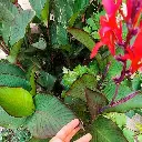 Canna Musaefolia