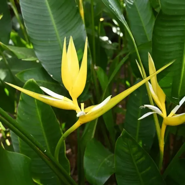 Heliconia Angusta Yellow Christmas