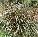 Sacharum Officinarum Rubra - Rizoma de caña de azúcar ornamental