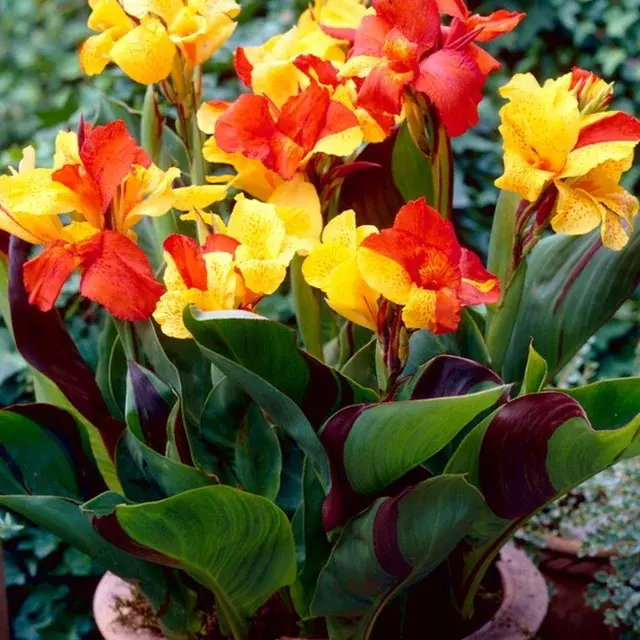 Canna Cleopatra - Rizoma activo